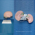 Brain Medical Anatomy Model for Demonstration (R050106)